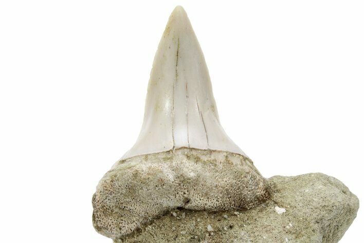 Fossil Mako Shark Tooth On Sandstone - Bakersfield, CA #223716